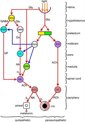 Functional Organization of the Sympathetic Pathways Controlling the Pupil: Light-Inhibited and Light-Stimulated Pathways